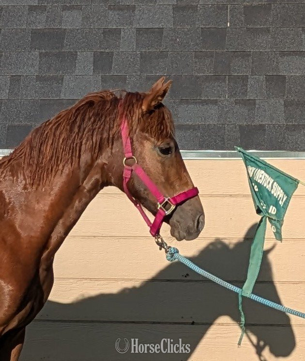 "Shyann" Chestnut Filly Morgan in Idaho