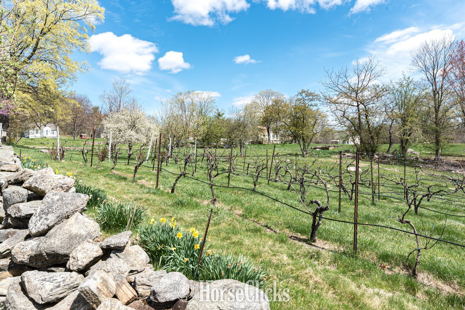 Country Property - Ruby Belle, a private vineyard and residence. in Connecticut