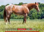"Honcho " Red Roan Gelding Draft