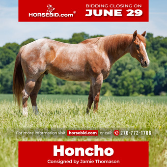 "Honcho " Red Roan Gelding Draft