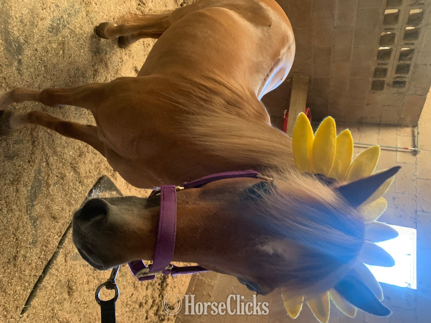 "Jo" Dun Mare Pony