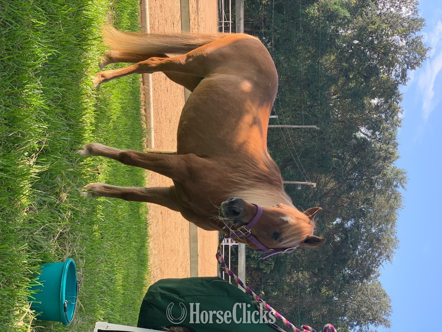 "Jo" Dun Mare Pony - Pony in Georgia