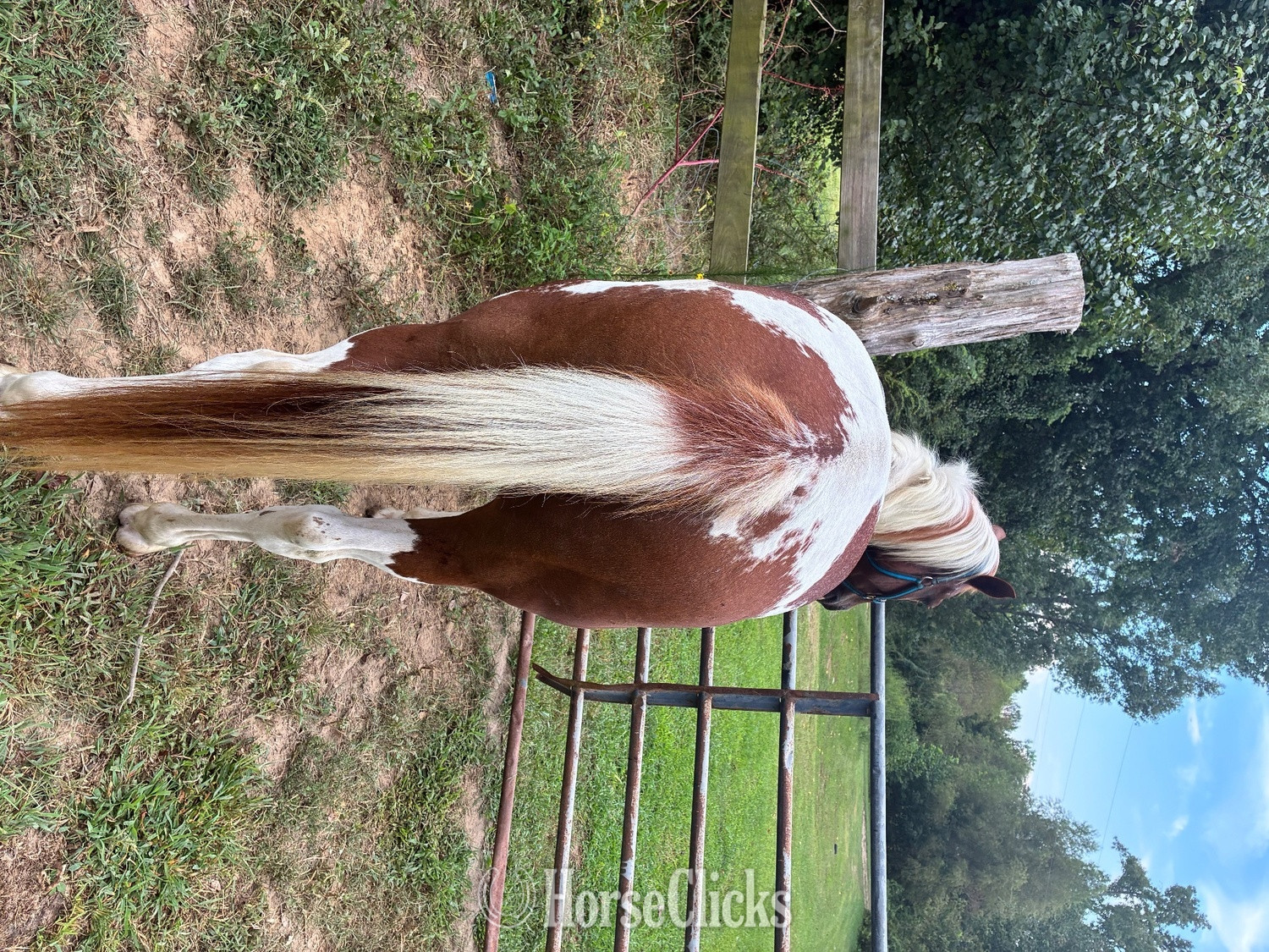 "Clyde"  Gelding Paint