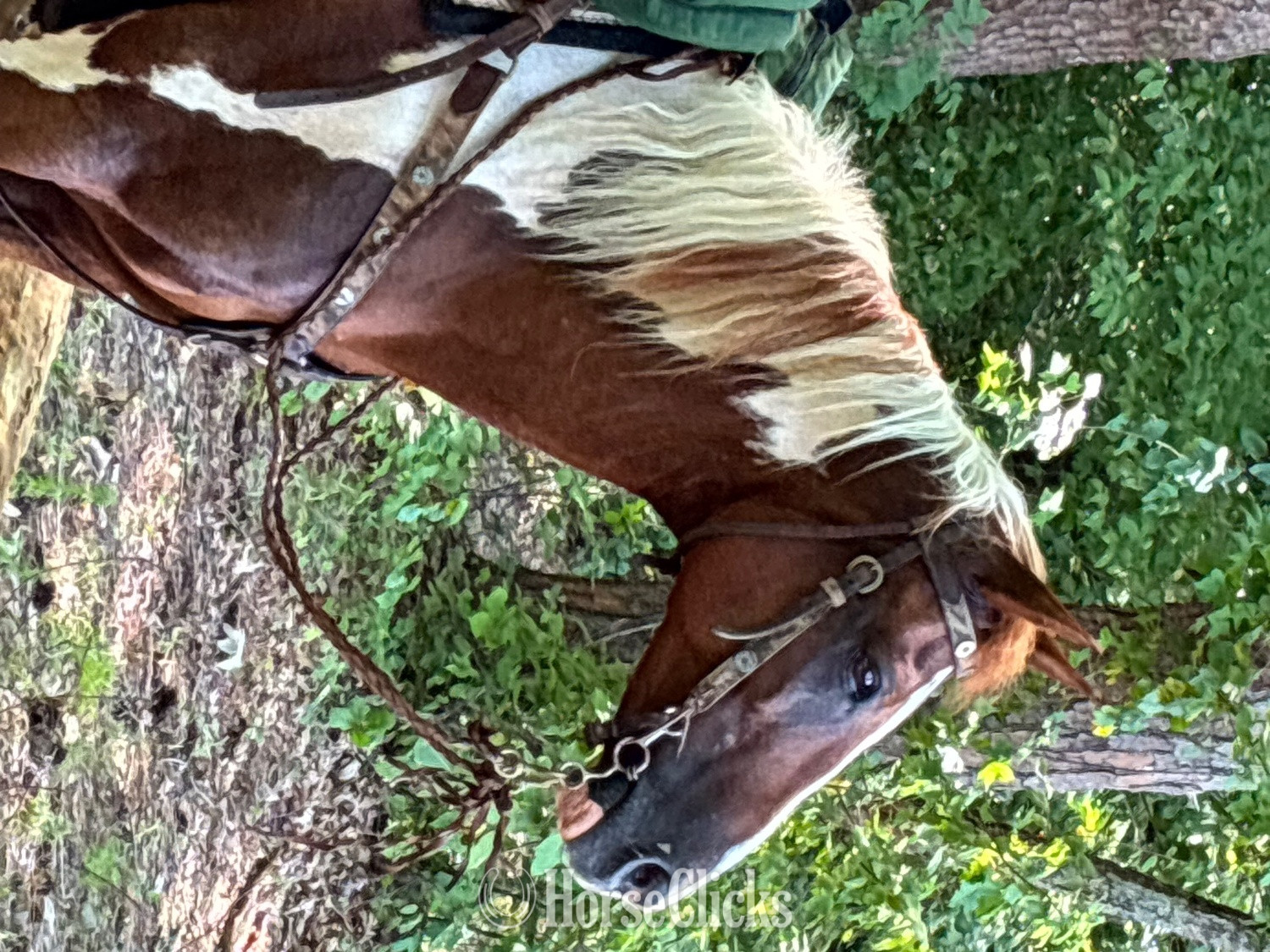 Alabama "Clyde"  Gelding Paint