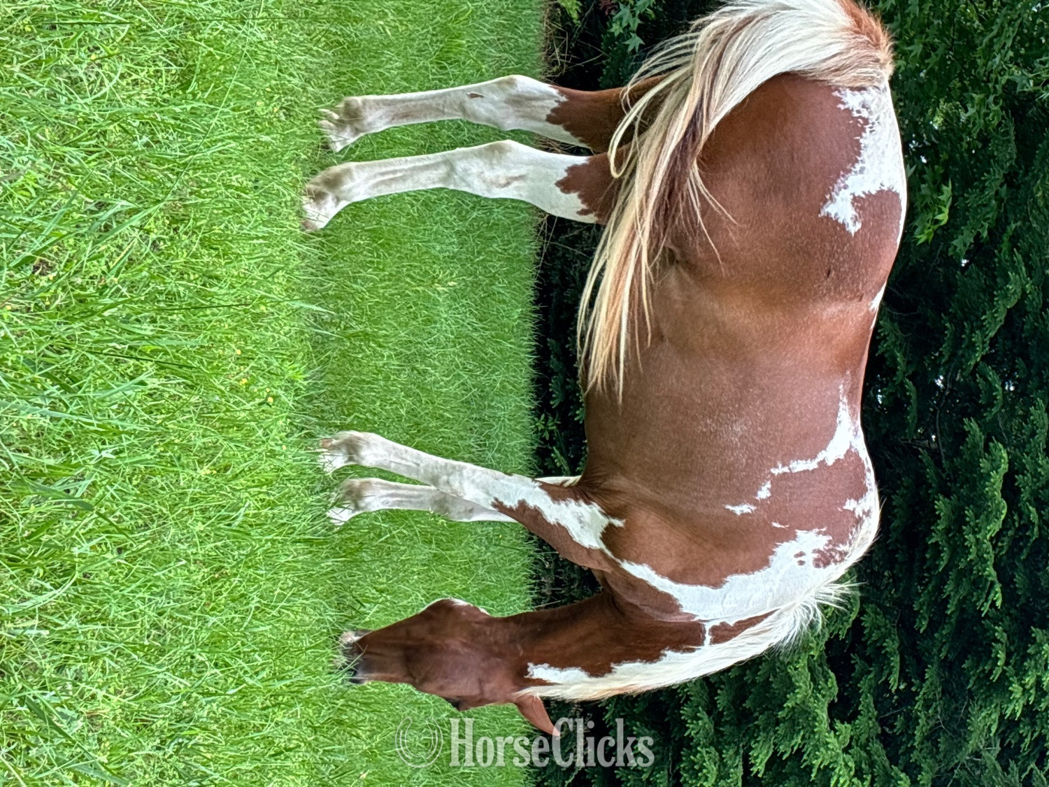 "Clyde"  Gelding Paint - Paint