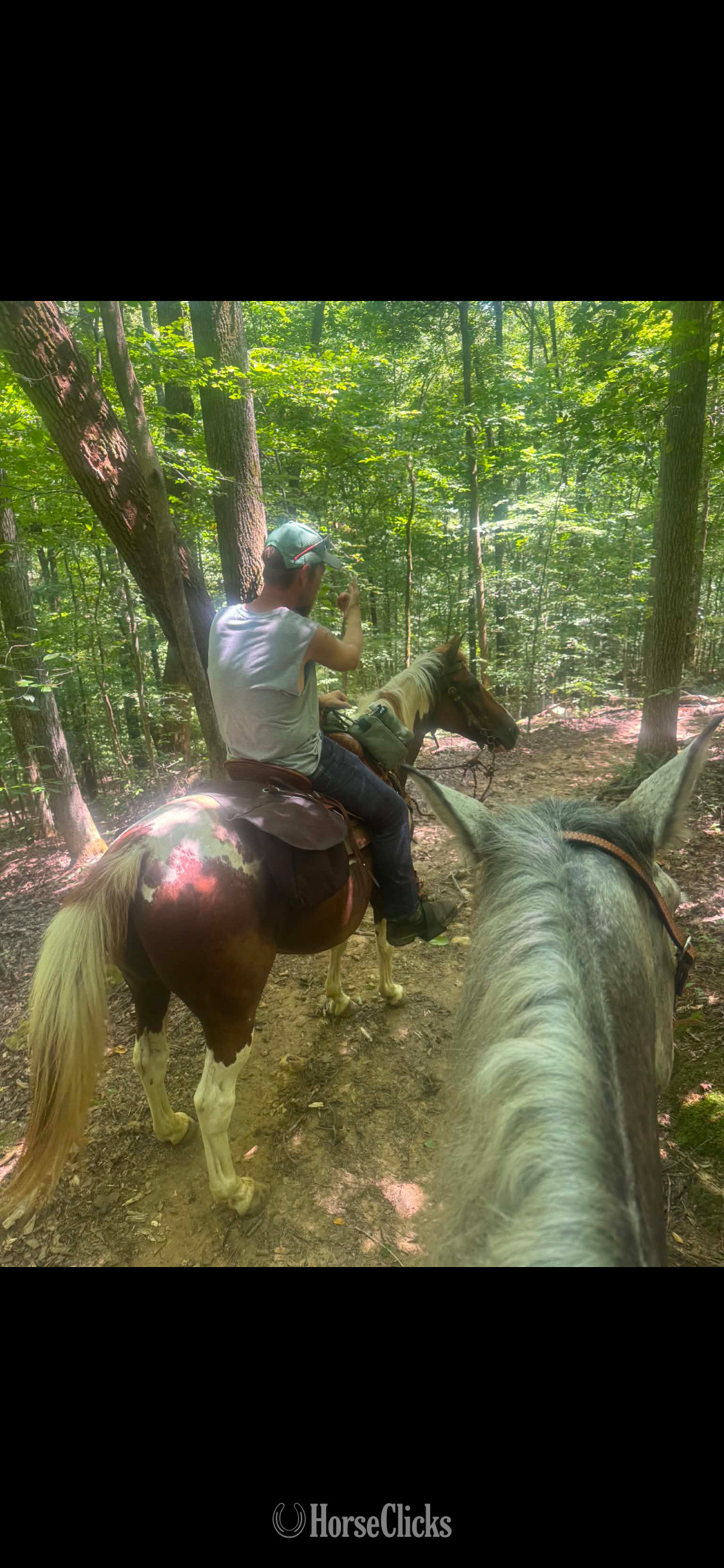 "Clyde"  Gelding Paint Alabama