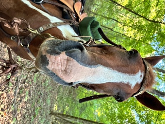 "Clyde"  Gelding Paint