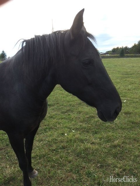 "Sonora " Bay Mare Paso Fino in Ontario