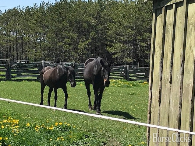 "Sonora " Bay Mare Paso Fino