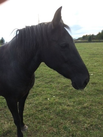"Sonora " Bay Mare Paso Fino