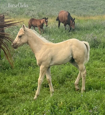"Dash " Palomino Colt Quarter Horse