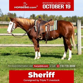 "Sheriff " Sorrel Gelding Paint