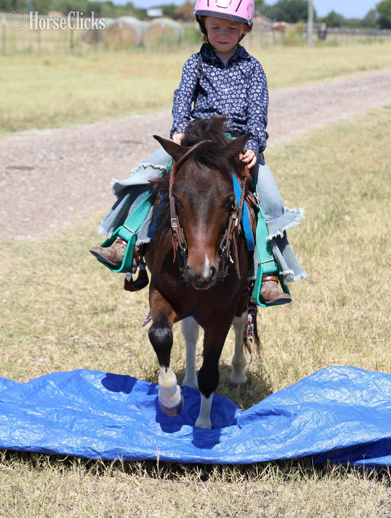 "Royal" Pinto Gelding Pony - Pony