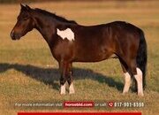 "Royal" Pinto Gelding Pony