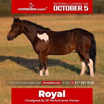 "Royal" Pinto Gelding Pony