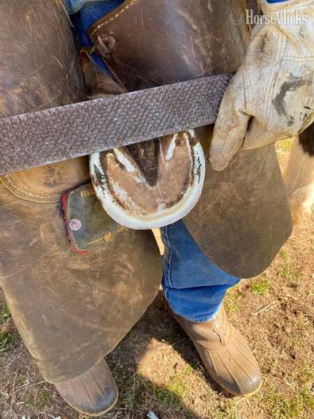 "Coyote " Chocolate Gelding Rocky Mountain Montana