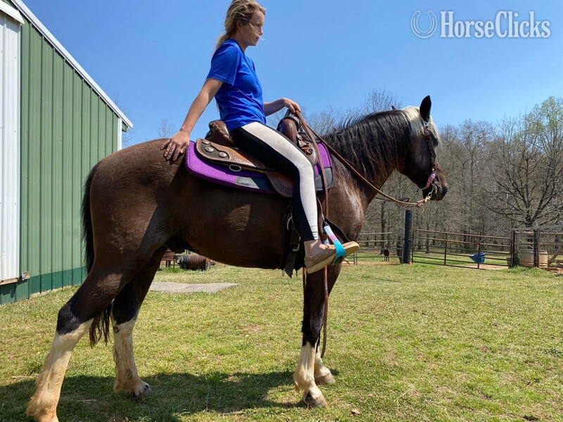 Montana "Coyote " Chocolate Gelding Rocky Mountain