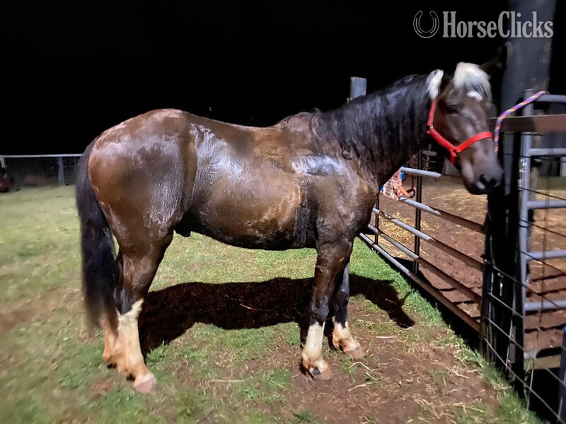 "Coyote " Chocolate Gelding Rocky Mountain - Rocky Mountain in Montana