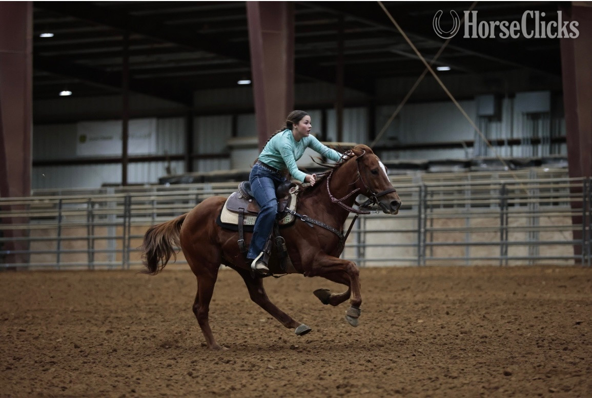 "Koda" Sorrel Gelding Thoroughbred in Texas