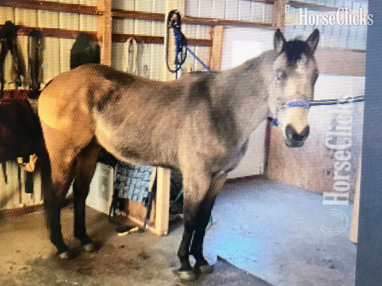 "Tucker" Buckskin Gelding Quarter Horse in New York