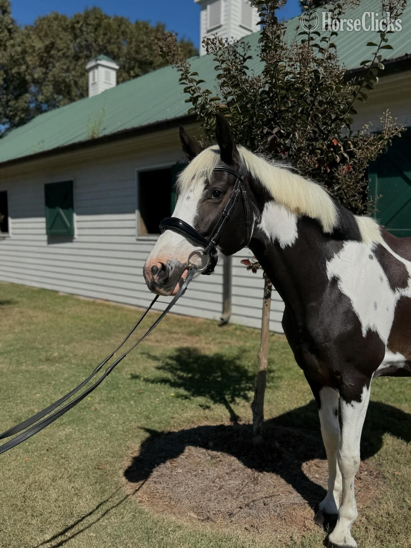 "Princess"  Mare Oldenburg