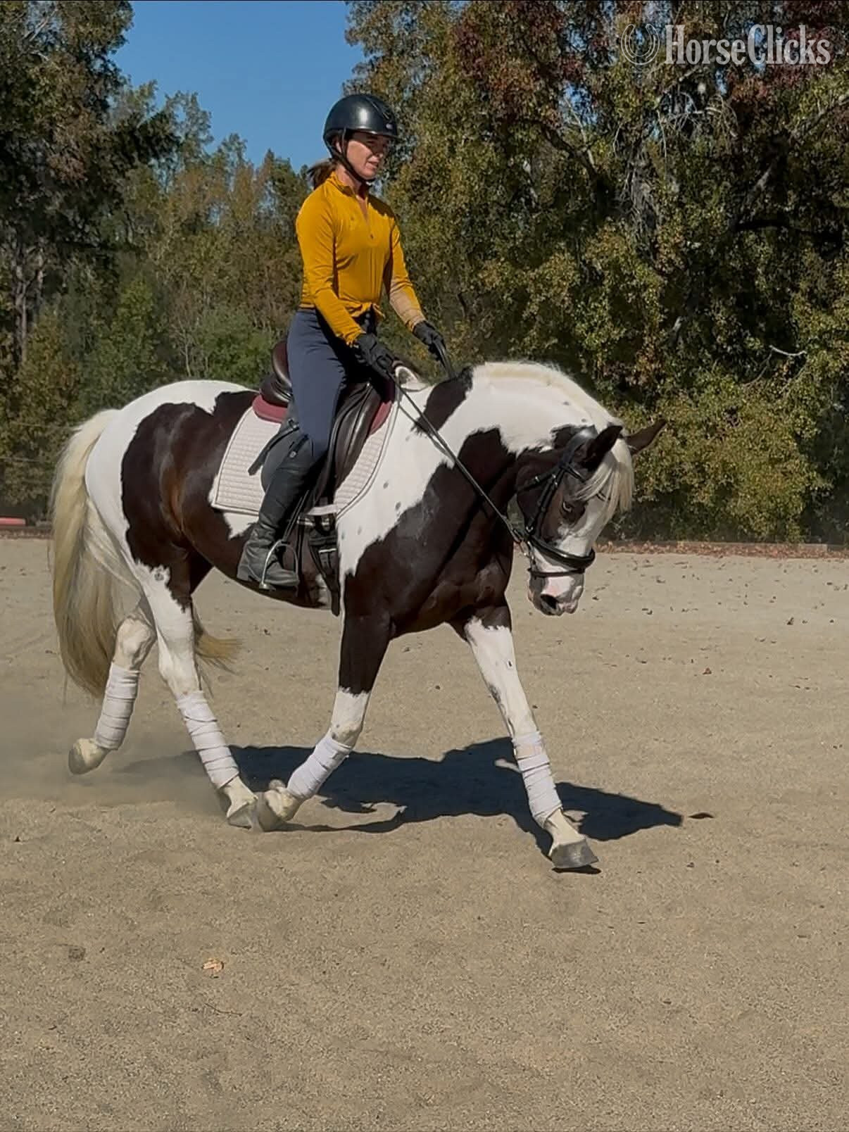 California "Princess"  Mare Oldenburg