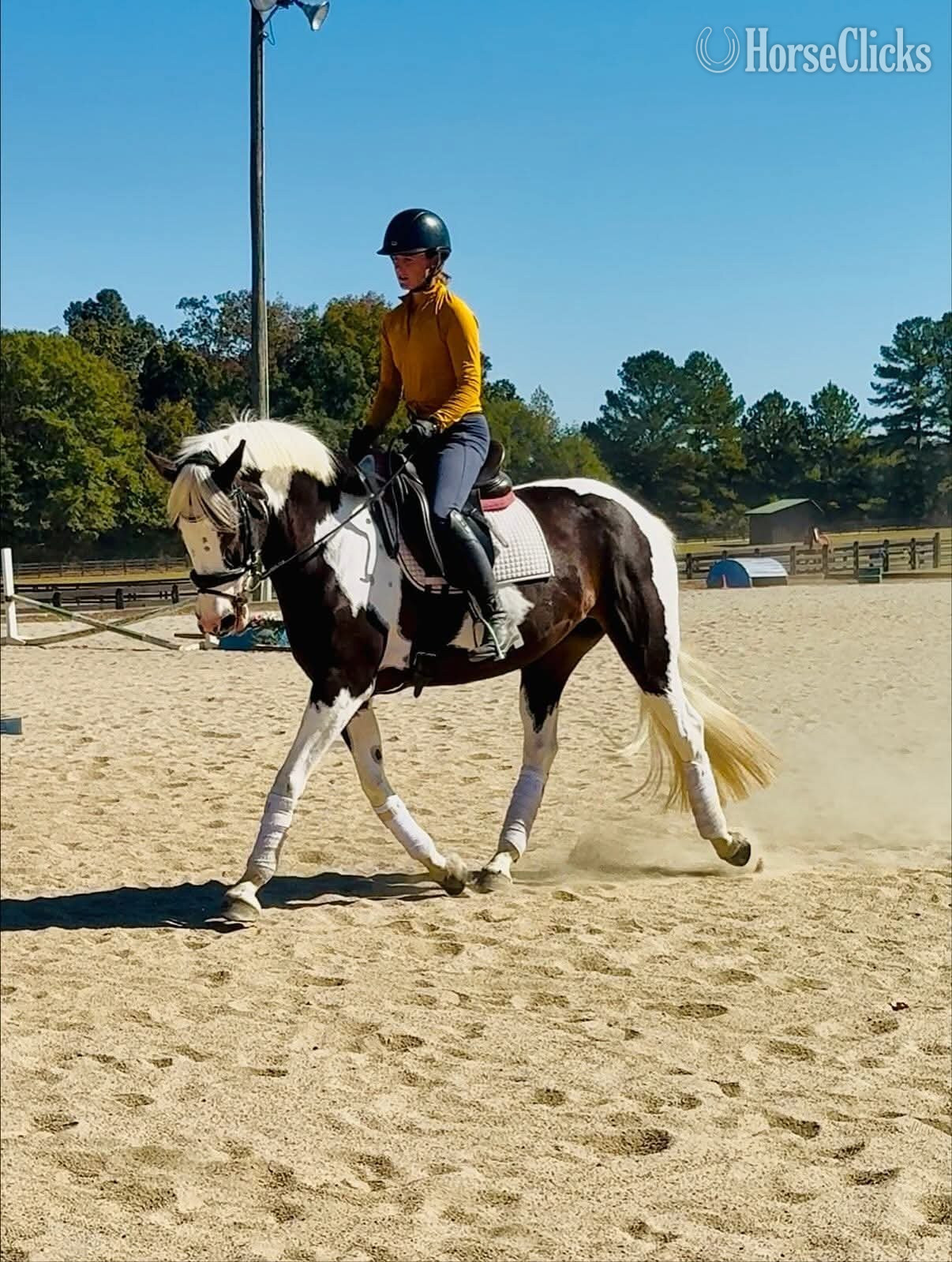 "Princess"  Mare Oldenburg - Oldenburg in California
