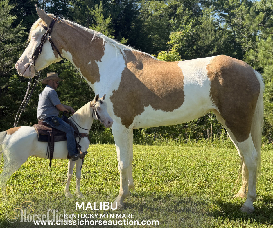 "MALIBU" Overo Mare Kentucky Mountain in Kentucky