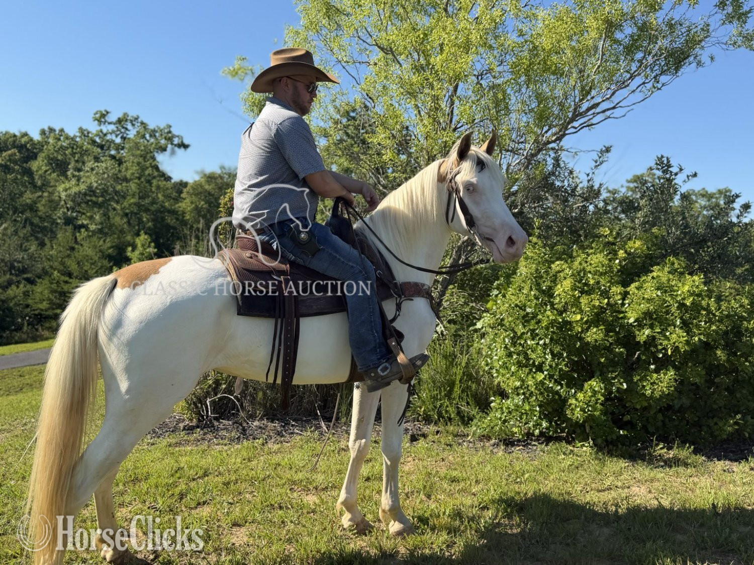 "MALIBU" Overo Mare Kentucky Mountain