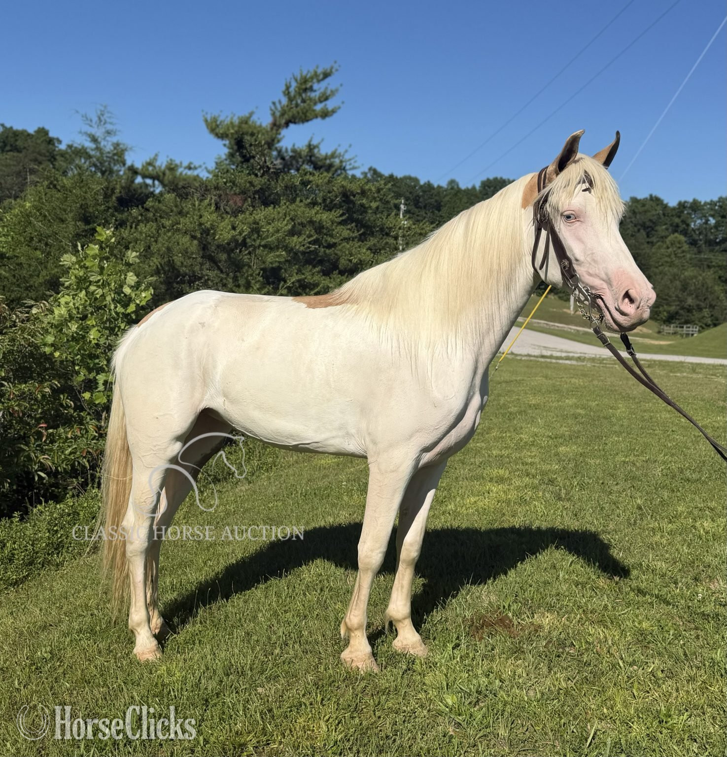 "MALIBU" Overo Mare Kentucky Mountain - Kentucky Mountain in Kentucky