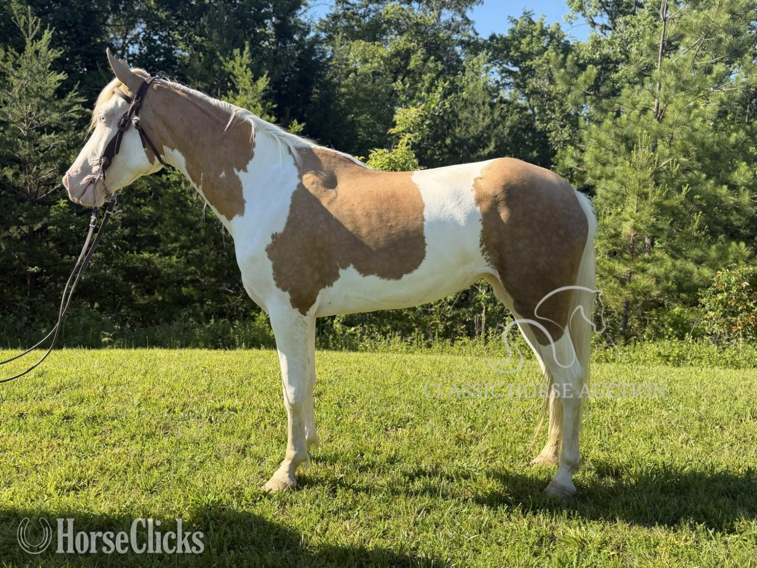 "MALIBU" Overo Mare Kentucky Mountain - Kentucky Mountain
