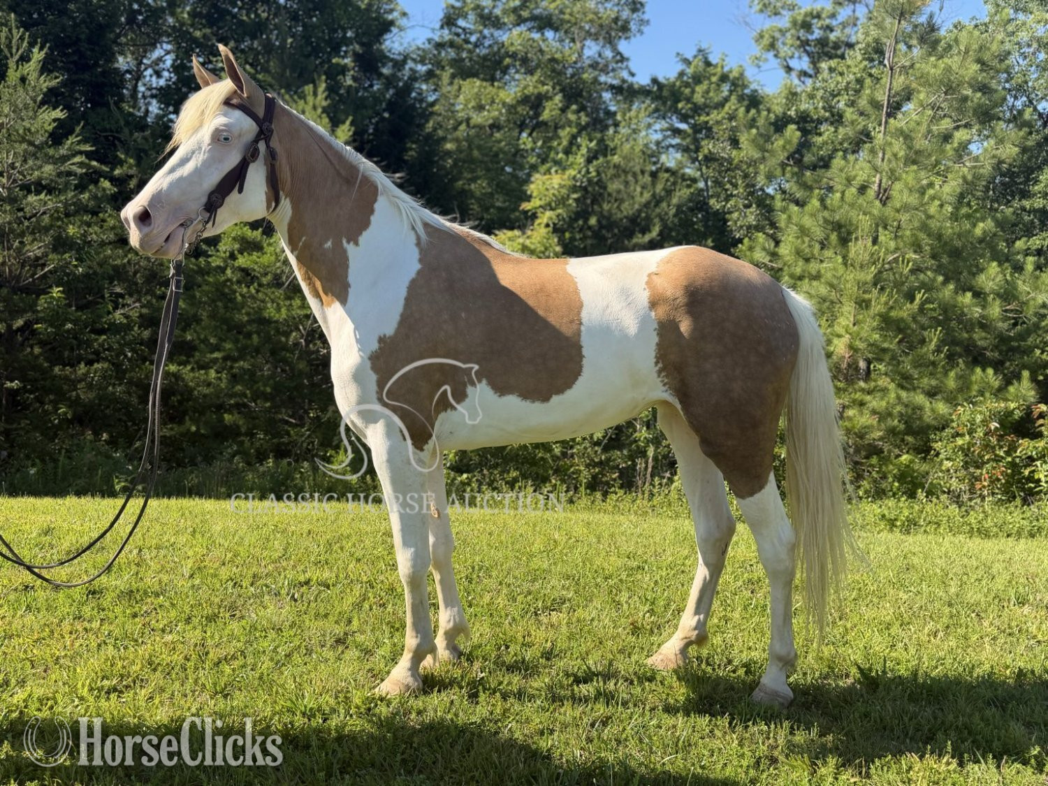 "MALIBU" Overo Mare Kentucky Mountain Kentucky