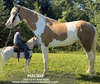 "MALIBU" Overo Mare Kentucky Mountain