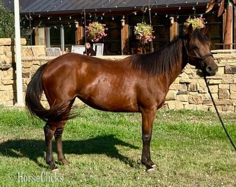 "LADY" Bay Mare Quarter Horse in Colorado