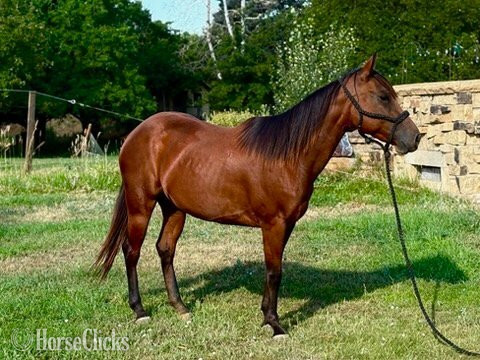 "LADY" Bay Mare Quarter Horse