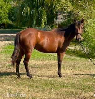 Colorado "LADY" Bay Mare Quarter Horse