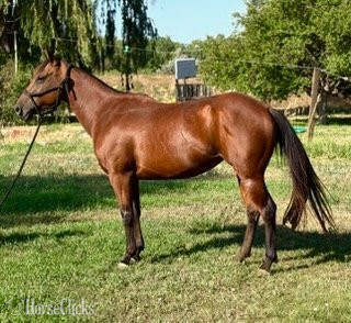 "LADY" Bay Mare Quarter Horse - Quarter Horse in Colorado