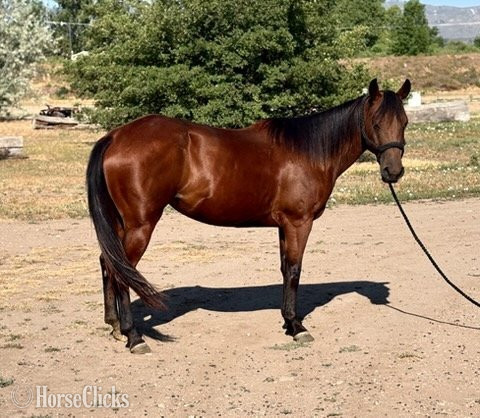 "LADY" Bay Mare Quarter Horse - Quarter Horse