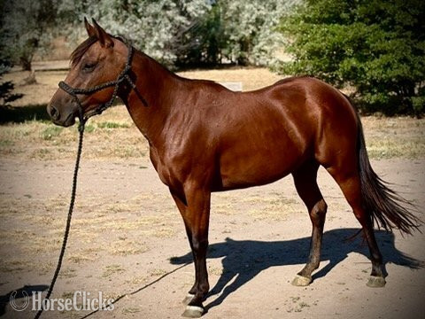 "LADY" Bay Mare Quarter Horse Colorado