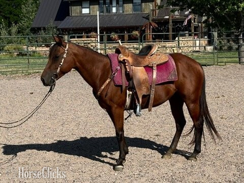Quarter Horse - "LADY" Bay Mare Quarter Horse in Colorado