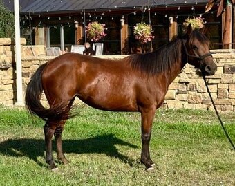 "LADY" Bay Mare Quarter Horse