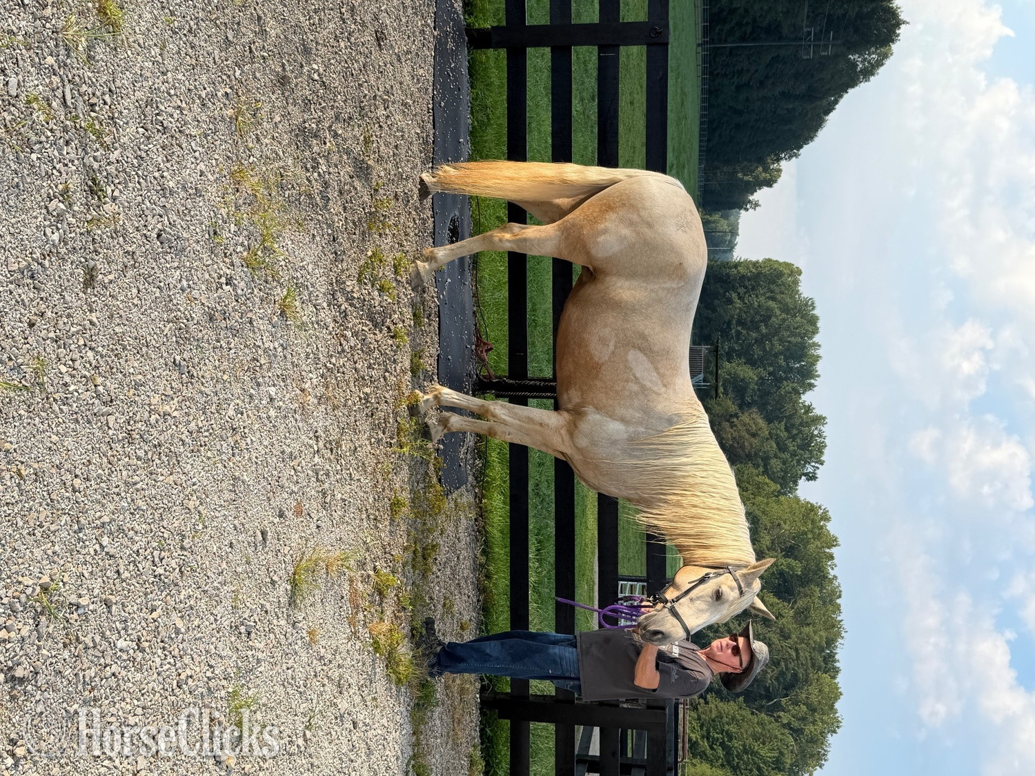 "Savannah (smiths cotton candy)" Palomino Mare Tennessee Walker