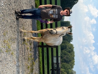 "Savannah (smiths cotton candy)" Palomino Mare Tennessee Walker