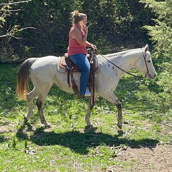 "Gus" Grey Gelding Quarter Horse