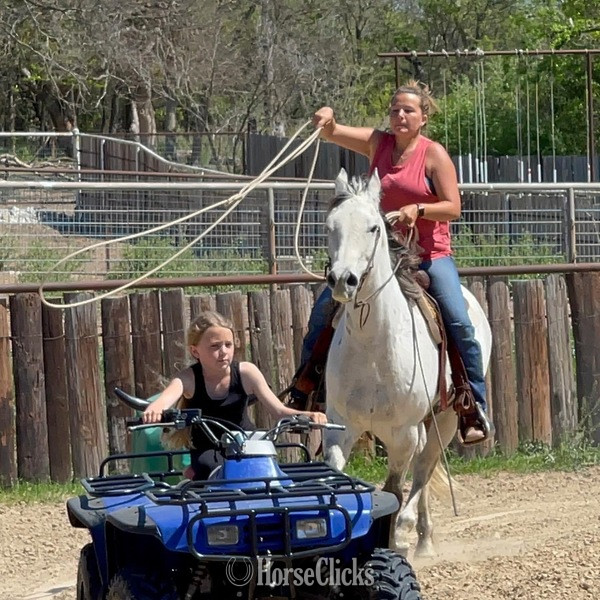 Texas "Gus" Grey Gelding Quarter Horse
