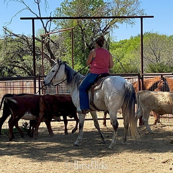 "Gus" Grey Gelding Quarter Horse - Quarter Horse in Texas