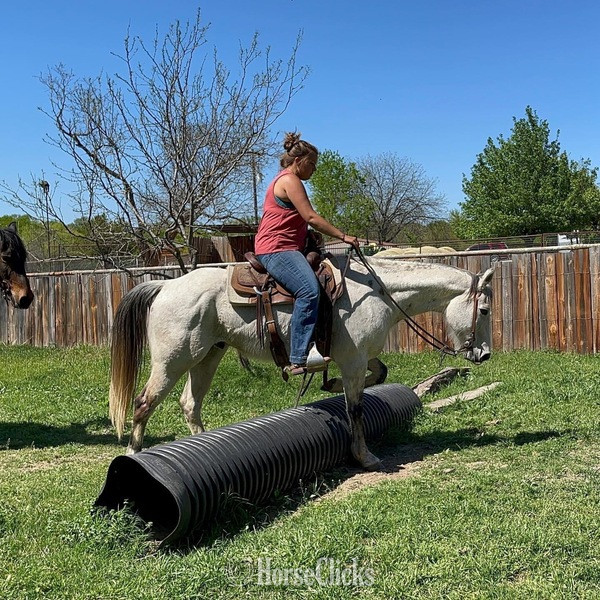 "Gus" Grey Gelding Quarter Horse - Quarter Horse