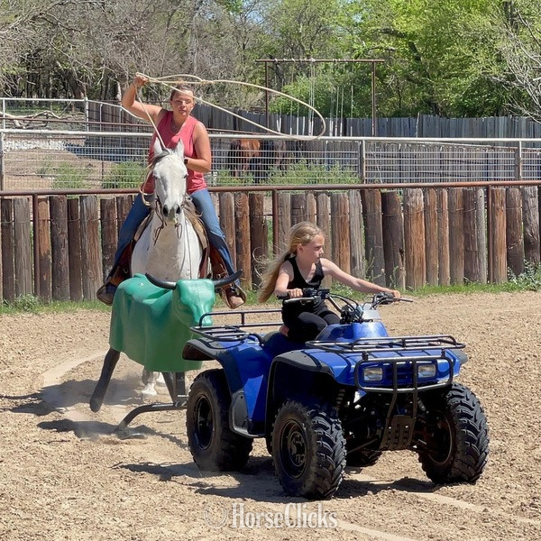 "Gus" Grey Gelding Quarter Horse Texas