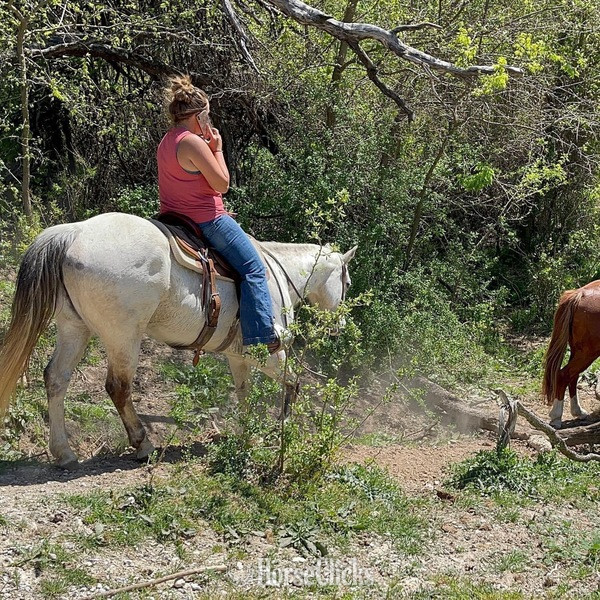 Quarter Horse - "Gus" Grey Gelding Quarter Horse in Texas