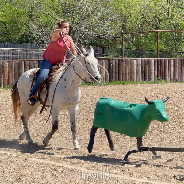 Quarter Horse - "Gus" Grey Gelding Quarter Horse
